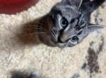 Bobcat - Domestic Kitten For Adoption - 