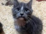 Tossie - Domestic Kitten For Adoption - 