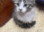 Jojo - Domestic Kitten For Adoption - 