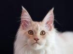 Sunny - Maine Coon Kitten For Sale - FL, US