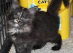 Jesse - Maine Coon Kitten For Sale - 