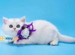 AVAILABLE Barbie - British Shorthair Kitten For Sale - 