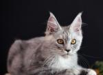 Mira - Maine Coon Kitten For Sale - FL, US