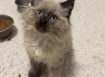 Stella - Ragdoll Kitten For Sale - 