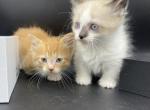 Two standard munchkin males available now - Munchkin Kitten For Adoption - Centropolis, KS, US