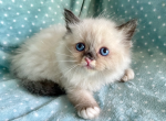 Ragdoll  Male - Ragdoll Kitten For Sale - Orlando, FL, US