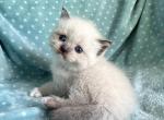 British Shorthair Seal Point  Female - British Shorthair Kitten For Sale - Orlando, FL, US