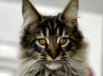 Harriet - Maine Coon Kitten For Sale - 