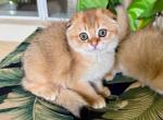 Scottish Fold Golden  Female - Scottish Fold Kitten For Sale - Orlando, FL, US