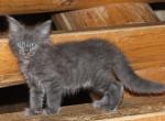 Cletus - Maine Coon Kitten For Sale - 