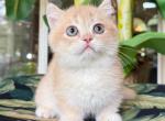 Munchkin Cream  Male - Munchkin Kitten For Sale - Orlando, FL, US