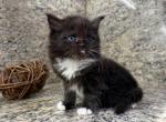 British Longhair Black White  Male - British Shorthair Kitten For Sale - Orlando, FL, US