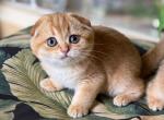 Scottish Fold  Golden  Female - Scottish Fold Kitten For Sale - 