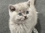 Roberto - British Shorthair Kitten For Sale - Englewood, CO, US