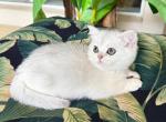 British Shorthair Silver Chinchilla  Female - British Shorthair Kitten For Sale - 