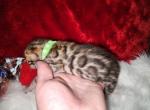 Holly Brown rosette female - Bengal Kitten For Sale - FL, US