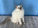 Rosanna - Ragdoll Kitten For Sale - FL, US