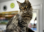 Harriet - Maine Coon Kitten For Sale - 