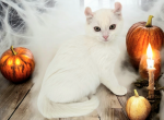 Cosmo - American Curl Kitten For Sale - Joplin, MO, US