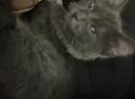 Midnight - Domestic Kitten For Adoption - Denton, TX, US