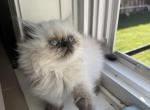 Benny - Himalayan Kitten For Sale - 