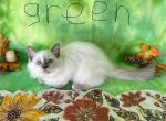 Prince - Ragdoll Kitten For Sale - FL, US