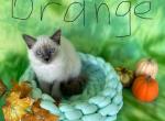 Miss Orange - Ragdoll Kitten For Sale - FL, US