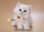 AVAILABLE Mochi - British Shorthair Kitten For Sale - 