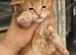 Maine Coon babies - Maine Coon Kitten For Sale - Gig Harbor, WA, US