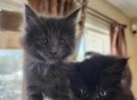 Black and Gray - Maine Coon Kitten For Sale - Bartlett, IL, US