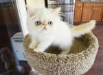 Persian Jewel 5 - Persian Kitten For Sale - Orlando, FL, US