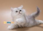 AVAILABLE Cookie - British Shorthair Kitten For Sale - 