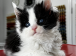 Betty - Maine Coon Kitten For Sale - Marlton, NJ, US