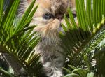 Shanson - Persian Cat For Sale - Fort Worth, TX, US