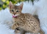 Nala - Savannah Kitten For Sale - Miami, FL, US