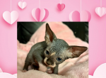 Female 2 - Sphynx Kitten For Sale - Ewing, NJ, US