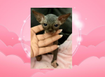 Female 3 - Sphynx Kitten For Sale - 