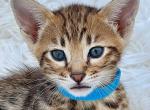 Simba - Savannah Kitten For Sale - Miami, FL, US