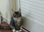 Felix - Maine Coon Kitten For Sale - Auckland, Auckland, NZ