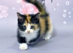 Eva - Munchkin Kitten For Sale - Norwalk, CT, US