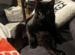 Salem - Domestic Cat For Adoption - Silver Spring, MD, US