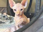 Nebulas litter - Sphynx Kitten For Sale - Temple, TX, US