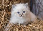 Eric - Siberian Kitten For Sale - Norwalk, CT, US