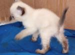 Sealpoint Boy - Siamese Kitten For Sale - 