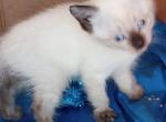 Sealpoint Boy - Siamese Kitten For Sale - Walterboro, SC, US