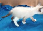 Sealpoint Snowshoe Boy1 - Snowshoe Kitten For Sale - 