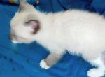 Sealpoint Snowshoe Boy2 - Snowshoe Kitten For Sale - Walterboro, SC, US