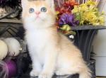 Mini Garfield - British Shorthair Kitten For Sale - 