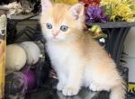 Mini Garfield - British Shorthair Kitten For Sale - 