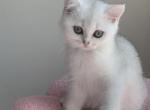 Lisa - British Shorthair Kitten For Sale - New York, NY, US